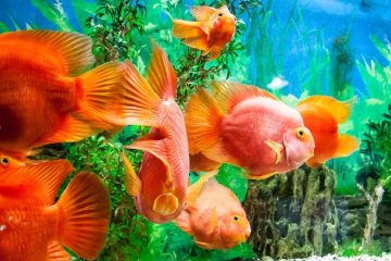 Peacock Cichlid Fish Guide for Beginners and Enthusiasts