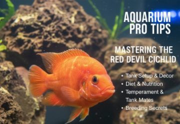 Red Devil Cichlid - Fiery Fish That’s Not for Faint-Hearted