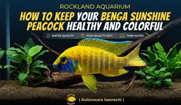 How to Keep Your Benga Sunshine Peacock Healthy and Colorful