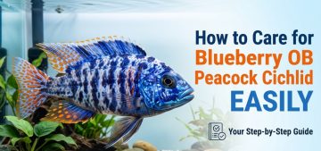 How to Care for Blueberry OB Peacock Cichlid Easily